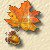 leaf and an acorn